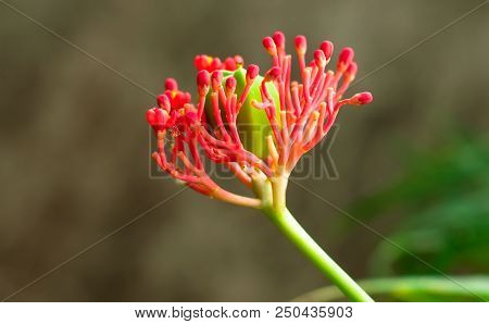 Jatropha Podagrica Hook. Gout Plant, Guatemala Rhubarb, Fiddle-leaved Jatropha
