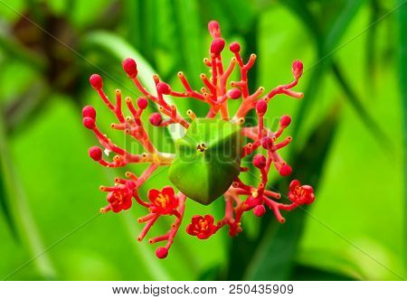 Jatropha Podagrica Hook. Gout Plant, Guatemala Rhubarb, Fiddle-leaved Jatropha