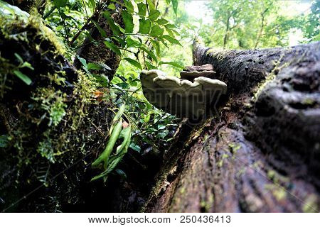 Trunk With Bracket Fungus In The Curicancha Reserve, Costa Rica