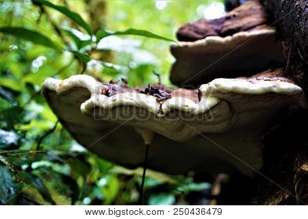 Close-up Of Unidentified Bracket Fungus In Costa Rica