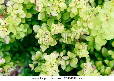 Green Leaf Of Plants Pattern Background, Top View From Above.