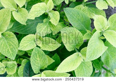 Green Leaf Of Plants Pattern Background, Top View From Above.