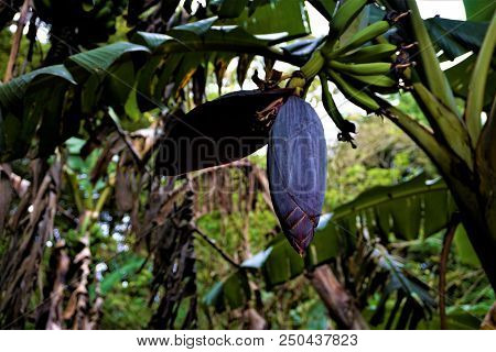 Purple Banana Blossoms With Green Fruits Spotted In Costa Rica