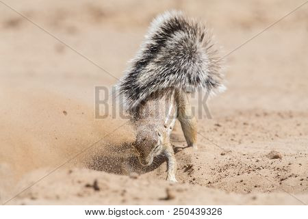 One Ground Squirrel Looking For Food In The Dry Kalahari Sand Artistic Conversion