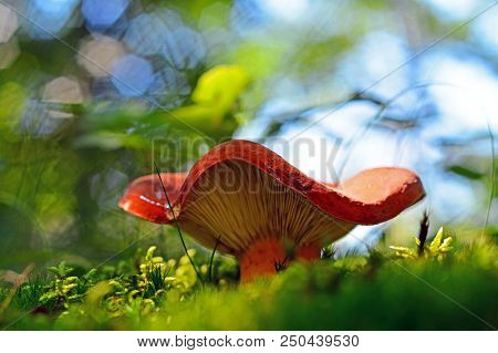 Lactifluus Volemus Mushroom, Known As Lactarius Volemus And Weeping Milk-cap