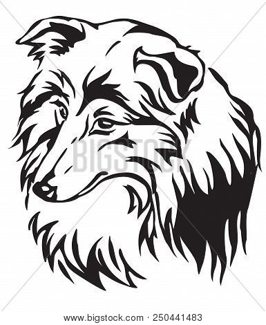 Decorative Portrait Of Dog Shetland Sheepdog (sheltie), Vector Isolated Illustration In Black Color 