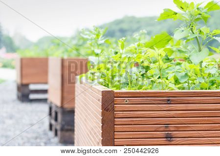 Outdoor Large Brown Woooden Pots With Green Plants, Out Of Focus Background