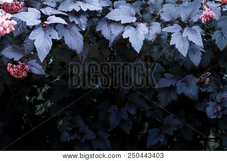 Dark Black Purple Leaves Of Plant With Red Bunches Background, Autumn Walpaper. Bright Top, Dark Bot