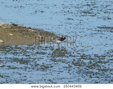 Green Sandpiper (tringa Ochropus) Wading In Shallow Water
