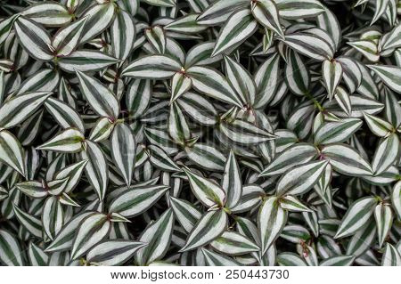 Striped Leaves Of Plants Background Top View From Above. Closeup Macro Floral Wallpaper Background