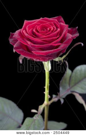 Una rosa roja