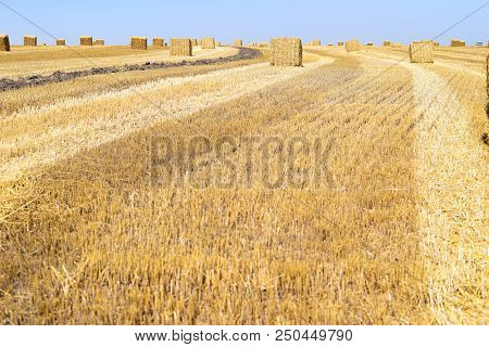 Big Square Bales Of Straw In The Meadow.