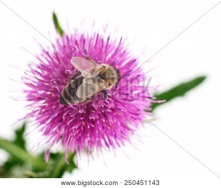 Honey Bee On Pink Flower Isolated On White Background.