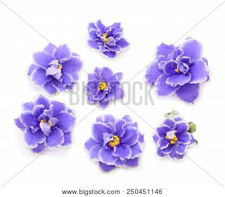 Saintpaulia (african Violets) Isolated On White Background.