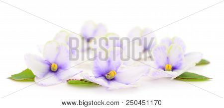 Saintpaulia (african Violets) Isolated On White Background.