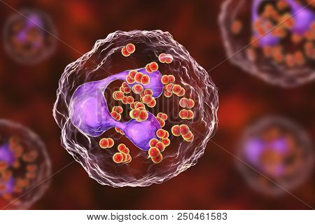 Bacteria Neisseria Gonorrhoeae Inside Phagocytes, Gonoccoccus, Diplococci Which Cause Sexually Trans