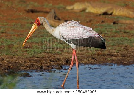Yellow-billed stork (Mycteria ibis) foraging in shallow water, Kruger National Park, South Africa