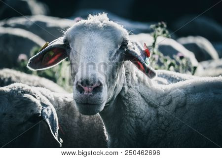 Sheep Grazing On A Green Grass, Head Closeup. A Lamb Head Portraiture On A Grass Field.