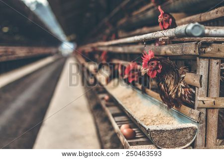Chickens In The Cage On Chicken Farm. Chicken Eggs Farm. Bali Island.