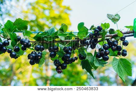 Beautiful, Delicious Blackcurrant Berries On A Branch