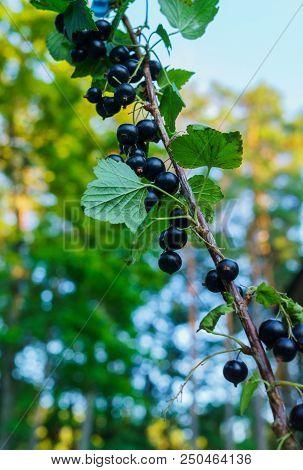 Beautiful, Delicious Blackcurrant Berries On A Branch