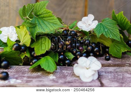 Branches With Beautiful, Delicious Blackcurrant Berries On The Table