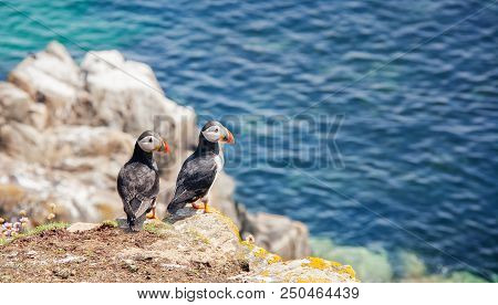 Close View Of Two Puffins On A Rock  On Sunny Day. Saltee Islands. Ireland.