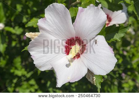 Hibiscus White Rose Of Sharon 'red Heart' Flower