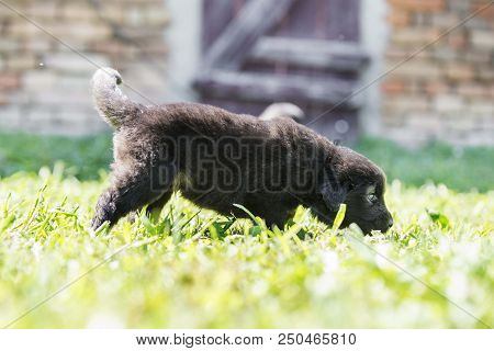 sarplaninac dog puppy isolated on garden grass. dog in garden. pet background