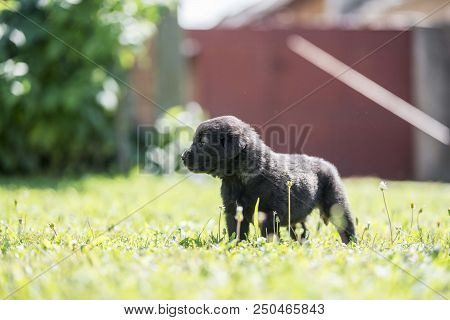 Sarplaninac Dog Puppy Isolated On Garden Grass. Dog In Garden. Pet Background