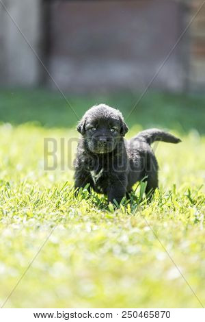 sarplaninac dog puppy isolated on garden grass. dog in garden. pet background