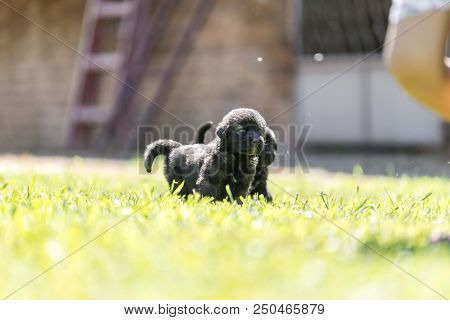 Sarplaninac Dog Puppy Isolated On Garden Grass. Dog In Garden. Pet Background
