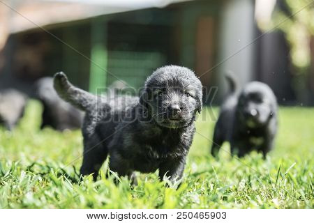sarplaninac dog puppy isolated on garden grass. dog in garden. pet background