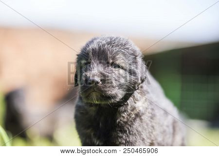 Sarplaninac Dog Puppy Isolated On Garden Grass. Dog In Garden. Pet Background