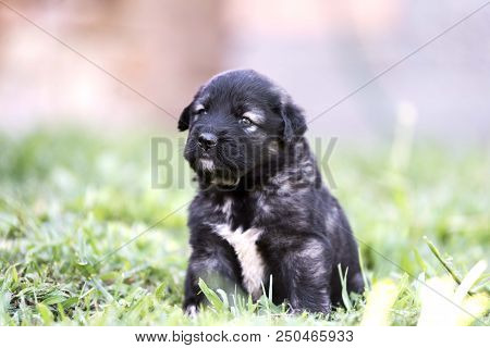Sarplaninac Dog Puppy Isolated On Garden Grass. Dog In Garden. Pet Background