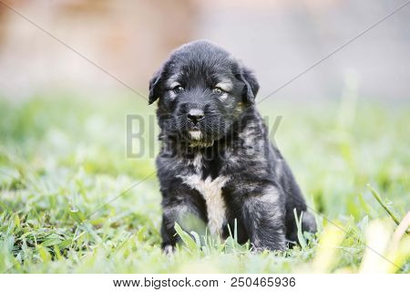 sarplaninac dog puppy isolated on garden grass. dog in garden. pet background