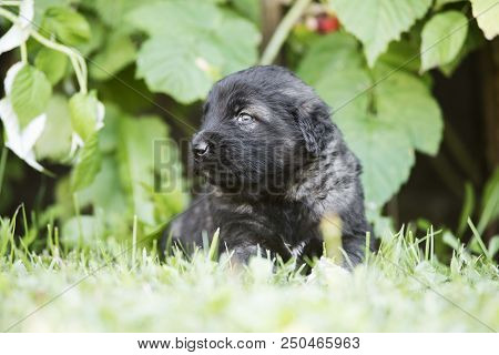 Sarplaninac Dog Puppy Isolated On Garden Grass. Dog In Garden. Pet Background