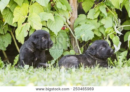 sarplaninac dog puppy isolated on garden grass. dog in garden. pet background