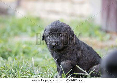 sarplaninac dog puppy isolated on garden grass. dog in garden. pet background