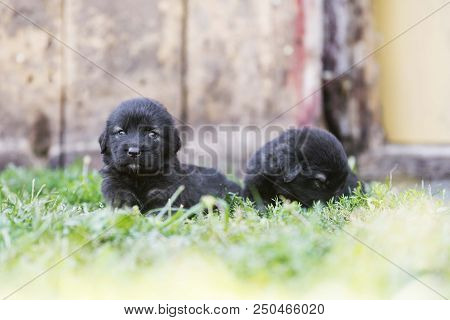 sarplaninac dog puppy isolated on garden grass. dog in garden. pet background