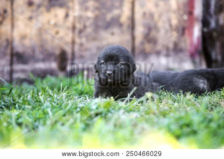 Sarplaninac Dog Puppy Isolated On Garden Grass. Dog In Garden. Pet Background