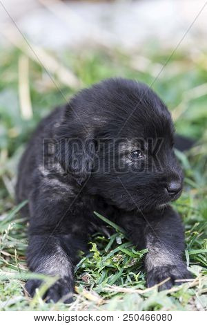 Sarplaninac Dog Puppy Isolated On Garden Grass. Dog In Garden. Pet Background