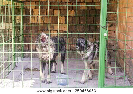 Sarplaninac Dog In Box Cage. Pets In Cage