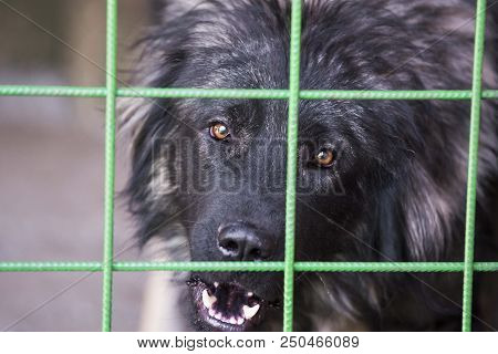 Sarplaninac Dog In Box Cage. Dangerous Dog Head Close Up While Barking