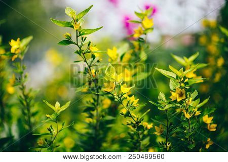 Beautiful Yellow Flowers On A Background Of Thick Green Grass