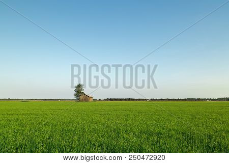 Barn In Farmfield By Tree With A Blue Sky.