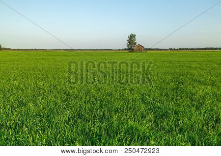 Barn In Farmfield By Tree With A Blue Sky.