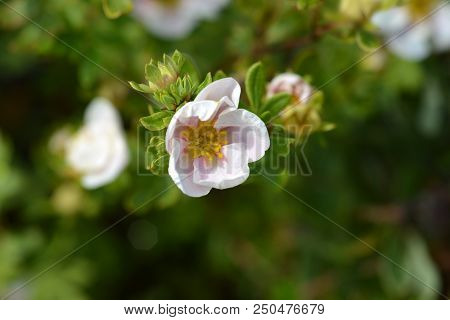 Shrubby Cinquefoil Blink - Latin Name - Potentilla Fruticosa Marian Red Robin