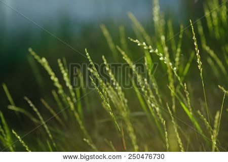 Fresh Green Grass Background. Closeup. Sun Light