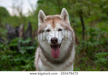 Close-up Portrait Of Happy Dog Breed Siberian Husky With Tonque Hanging Out In The Forest